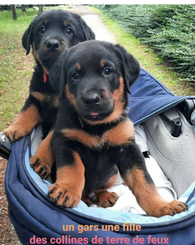 chiot Berger de Beauce Des Collines De Terre De Feux